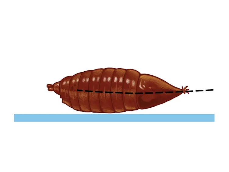 A Rapid and Efficient Method to Dissect Pupal Wings of <em>Drosophila</em> Suitable for Immunodetections or PCR Assays