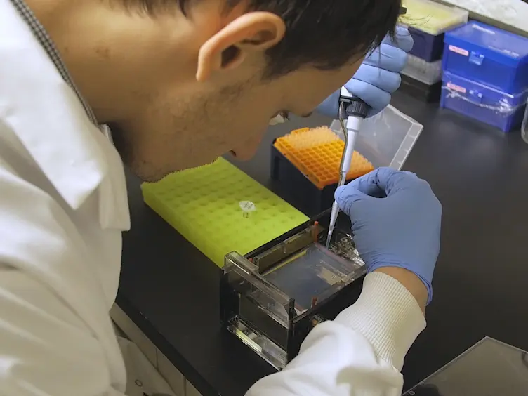 Rescue and Characterization of Recombinant Virus from a New World Zika Virus Infectious Clone