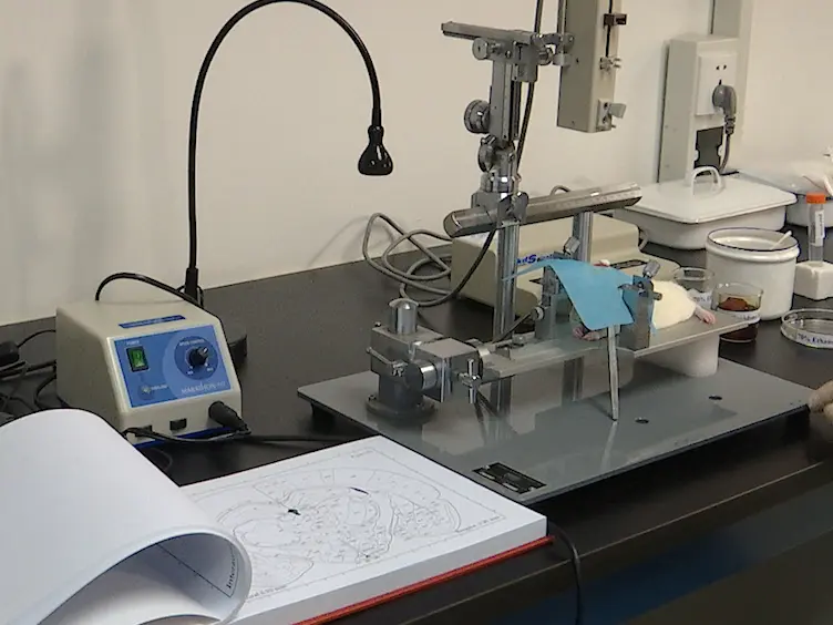 Improving the Application of High Molecular Weight Biotinylated Dextran Amine for Thalamocortical Projection Tracing in the Rat