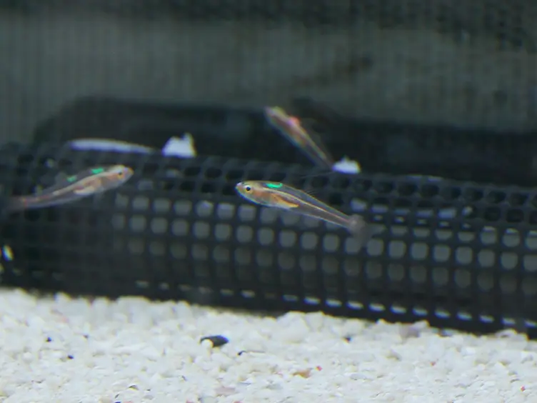 Basic Methods for the Study of Reproductive Ecology of Fish in Aquaria