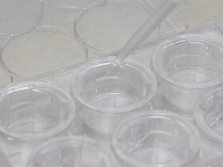A Cell Culture Model of Resistance Arteries