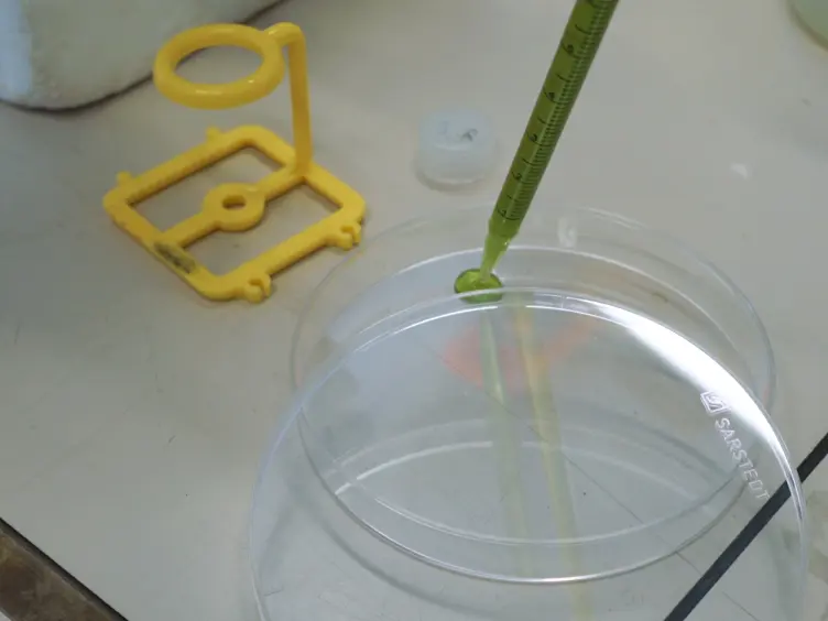mRNA Interactome Capture from Plant Protoplasts