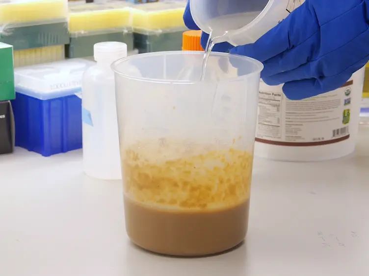 High Fat Diet Feeding and High Throughput Triacylglyceride Assay in <em>Drosophila Melanogaster</em>