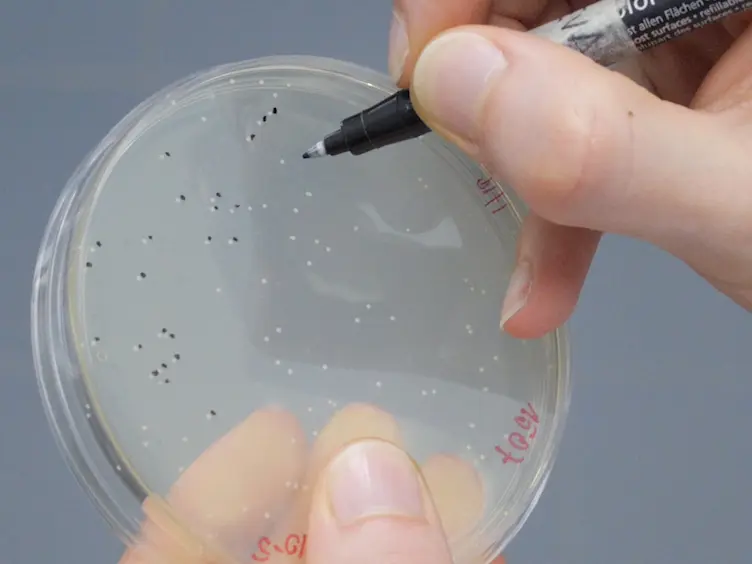 A Method to Assess Bacteriocin Effects on the Gut Microbiota of Mice