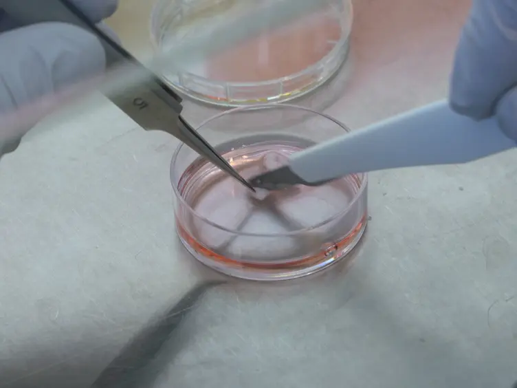Integration Free Derivation of Human Induced Pluripotent Stem Cells Using Laminin 521 Matrix