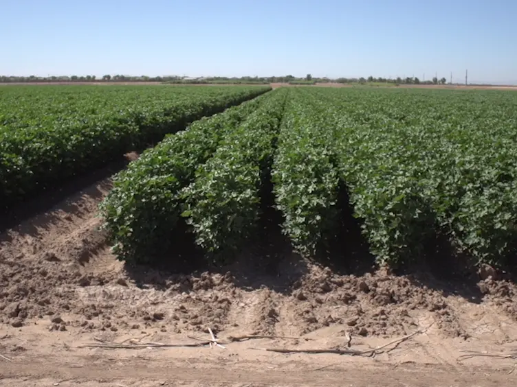 Methodology for Developing Life Tables for Sessile Insects in the Field Using the Whitefly, <em>Bemisia tabaci</em>, in Cotton As a Model System