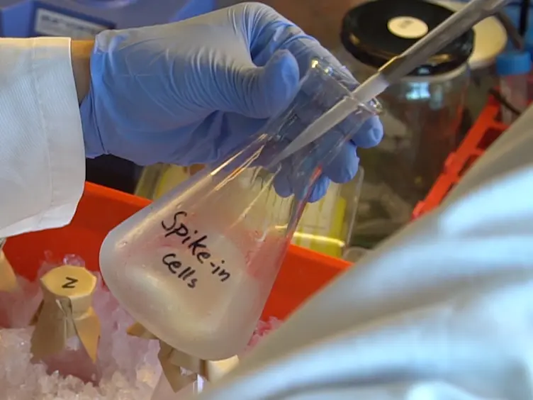 Quantification of the Abundance and Charging Levels of Transfer RNAs in <em>Escherichia coli</em>