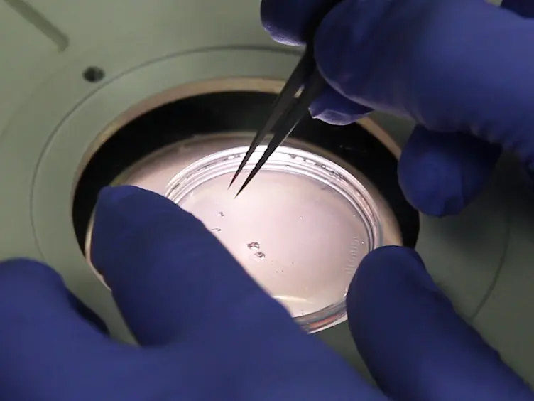 AFM and Microrheology in the Zebrafish Embryo Yolk Cell