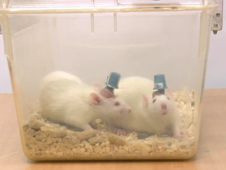 A Wireless, Bidirectional Interface for <em>In Vivo</em> Recording and Stimulation of Neural Activity in Freely Behaving Rats