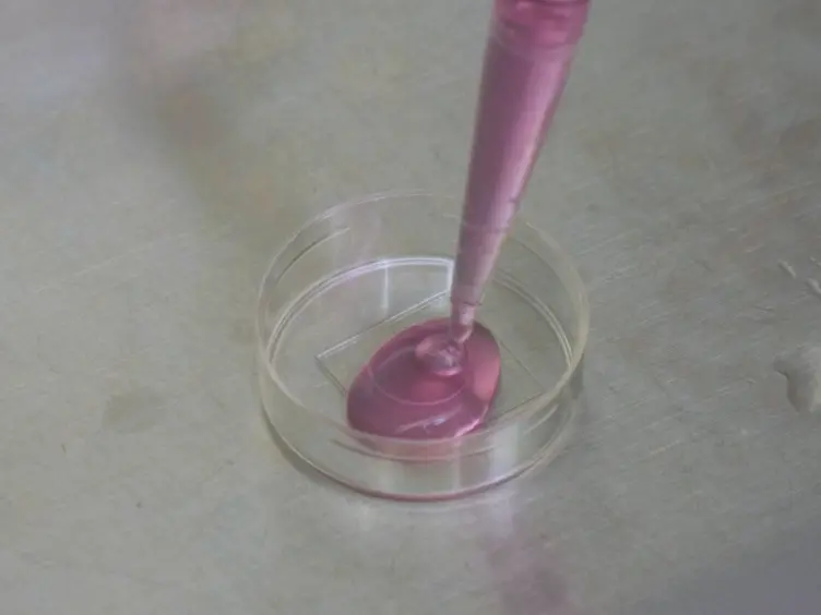 <em>In Vitro</em> and <em>In Vivo</em> Detection of Mitophagy in Human Cells,<em> C. Elegans</em>, and Mice