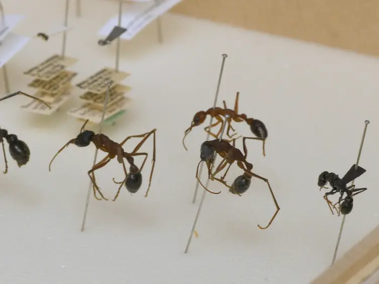 Techniques for Investigating the Anatomy of the Ant Visual System