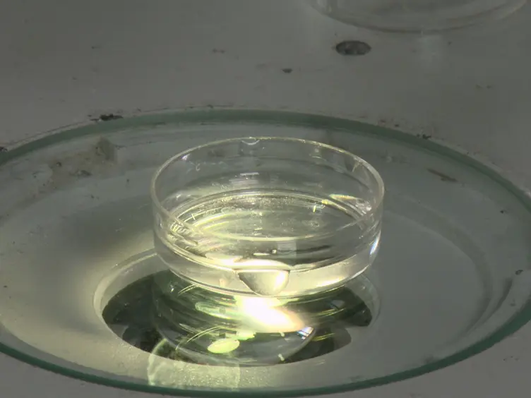 Dissection and Coronal Slice Preparation of Developing Mouse Pituitary Gland