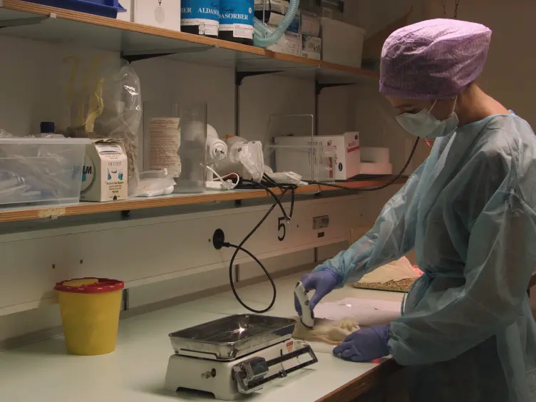 Biodegradable Magnesium Stent Treatment of Saccular Aneurysms in a Rat Model - Introduction of the Surgical Technique