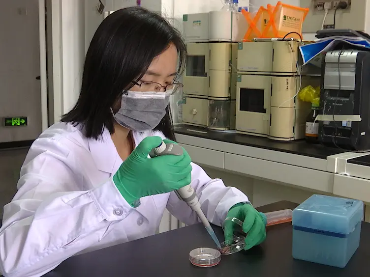 An Alternative Culture Method to Maintain Genomic Hypomethylation of Mouse Embryonic Stem Cells Using MEK Inhibitor PD0325901 and Vitamin C