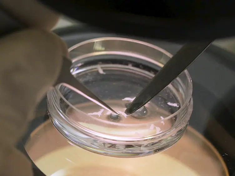 Modified Roller Tube Method for Precisely Localized and Repetitive Intermittent Imaging During Long-term Culture of Brain Slices in an Enclosed System