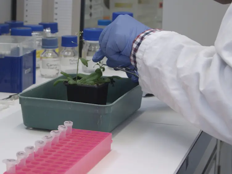 Whole-mount Clearing and Staining of <em>Arabidopsis</em> Flower Organs and Siliques