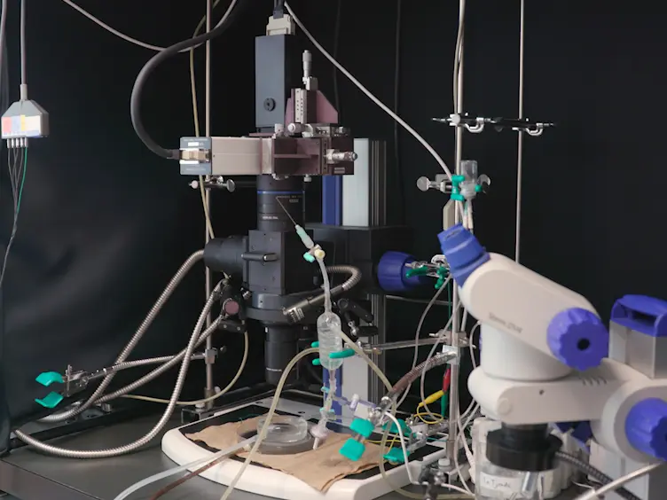 Electrophysiological Assessment of Murine Atria with High-Resolution Optical Mapping