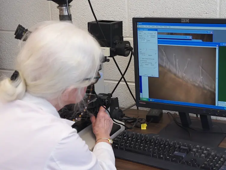 Adherence of Bacteria to Plant Surfaces Measured in the Laboratory