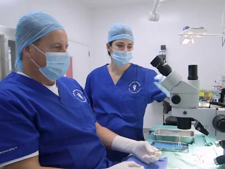Orthotopic Ovarian Transplantation Procedures to Investigate the Life- and Health-span Influence of Ovarian Senescence in Female Mice