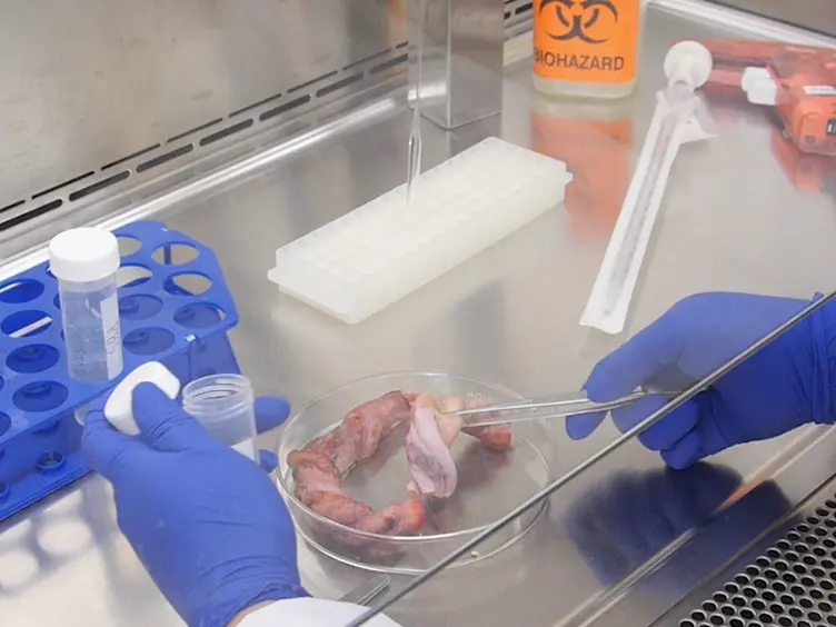 Evaluation of Stem Cell Therapies in a Bilateral Patellar Tendon Injury Model in Rats