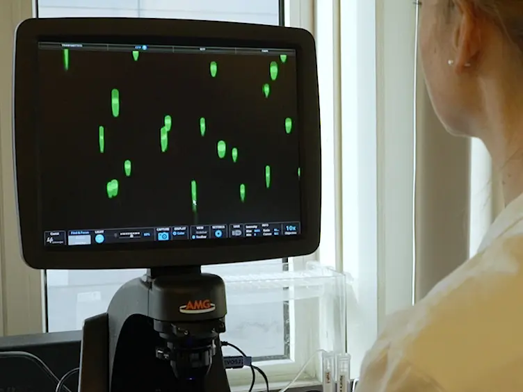 Laminar Flow-based Assays to Investigate Leukocyte Recruitment on Cultured Vascular Cells and Adherent Platelets