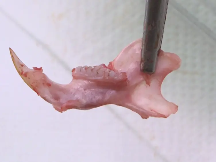 Micro-dissection of Enamel Organ from Mandibular Incisor of Rats Exposed to Environmental Toxicants