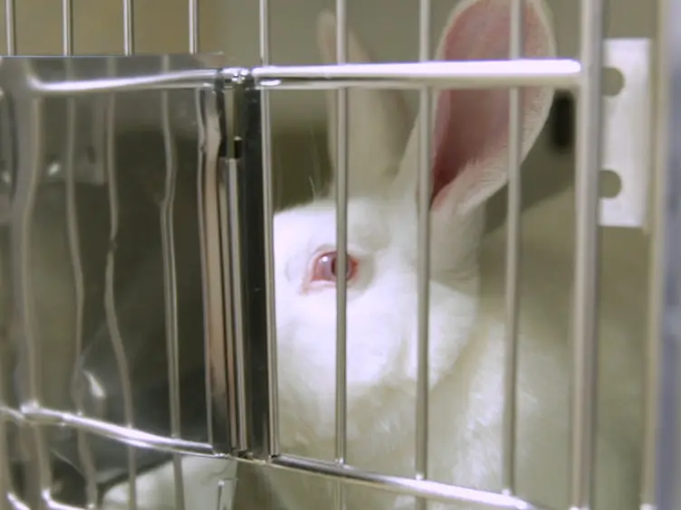 An Experimental Model of Diet-Induced Metabolic Syndrome in Rabbit: Methodological Considerations, Development, and Assessment