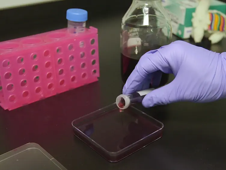 Paraffin Embedding and Thin Sectioning of Microbial Colony Biofilms for Microscopic Analysis
