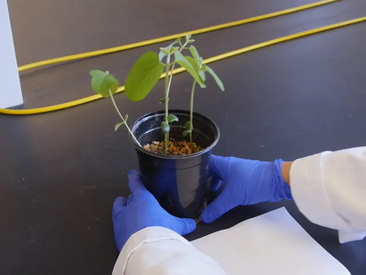 A Simple Method for Isolation of Soybean Protoplasts and Application to Transient Gene Expression Analyses