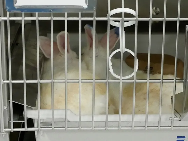 Methods of Pairing and Pair Maintenance of New Zealand White Rabbits (<em>Oryctolagus Cuniculus)</em> Via Behavioral Ethogram, Monitoring, and Interventions