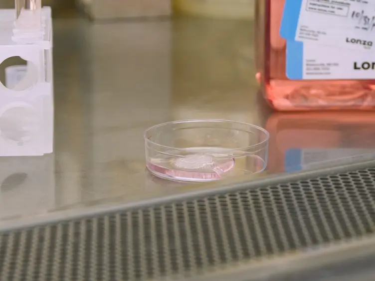 Incorporating Pericytes into an Endothelial Cell Bead Sprouting Assay