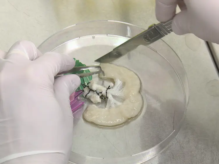 Recombinant Collagen I Peptide Microcarriers for Cell Expansion and Their Potential Use As Cell Delivery System in a Bioreactor Model