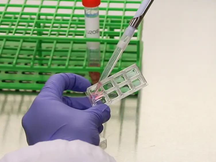Investigation of Protein Recruitment to DNA Lesions Using 405 Nm Laser Micro-irradiation