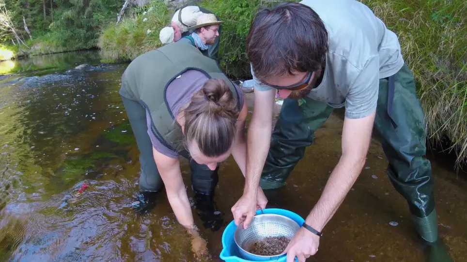 Bioindication Testing of Stream Environment Suitability for Young Freshwater Pearl Mussels Using <em>In Situ</em> Exposure Methods