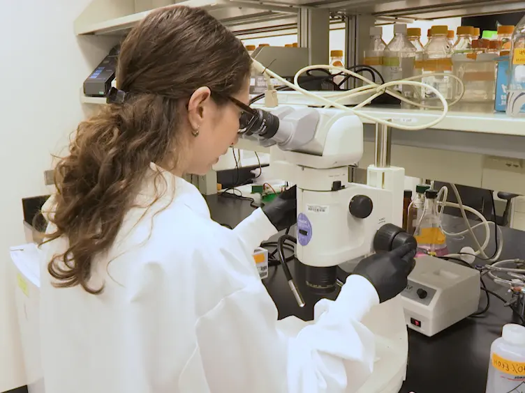Whole Mount Immunofluorescence and Follicle Quantification of Cultured Mouse Ovaries