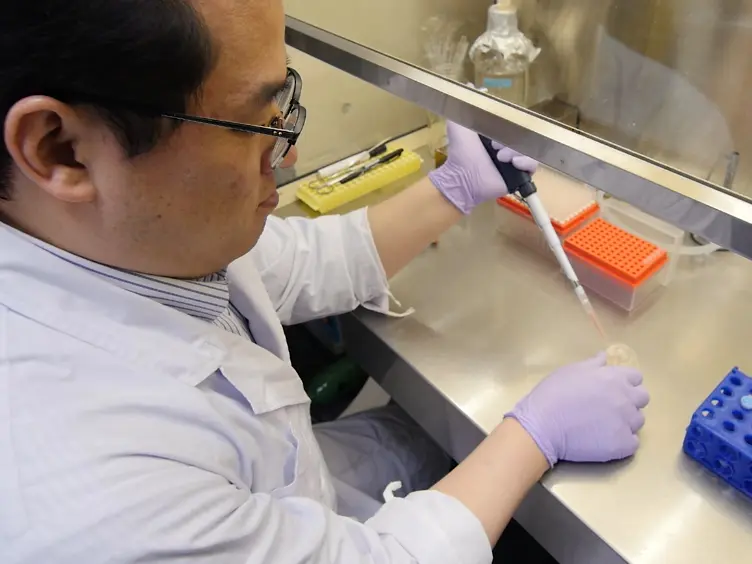 Ovarian Tissue Culture to Visualize Phenomena in Mouse Ovary