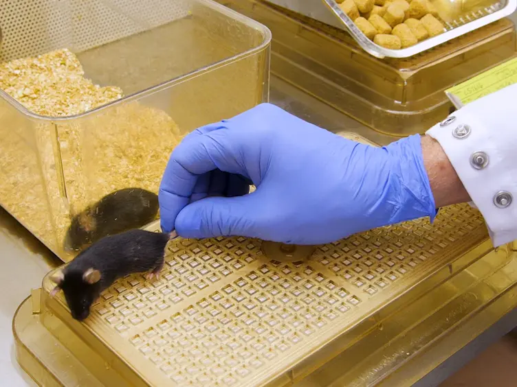Frequent Tail-tip Blood Sampling in Mice for the Assessment of Pulsatile Luteinizing Hormone Secretion