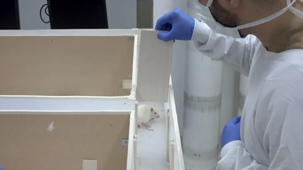 Operant Protocols for Assessing the Cost-benefit Analysis During Reinforced Decision Making by Rodents