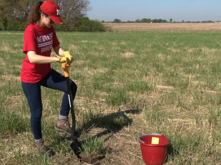 Isolation and Analysis of Microbial Communities in Soil, Rhizosphere, and Roots in Perennial Grass Experiments