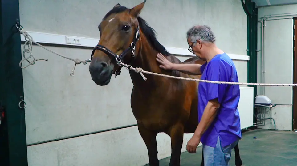 Nerve Stimulator-guided Injection of Autologous Stem Cells Near the Equine Left Recurrent Laryngeal Nerve