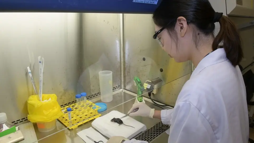 <em>In Vitro</em> Differentiation of Mouse Granulocyte-macrophage-colony-stimulating Factor (GM-CSF)-producing T Helper (T<sub>H</sub>GM) Cells