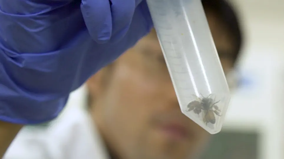 Detection of Phospholipase C Activity in the Brain Homogenate from the Honeybee