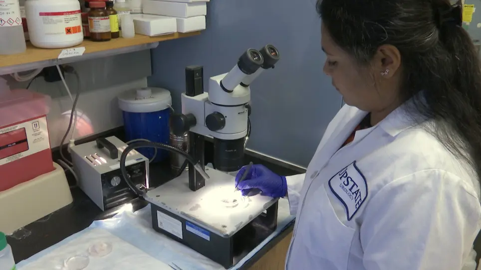 Identification, Histological Characterization, and Dissection of Mouse Prostate Lobes for In Vitro 3D Spheroid Culture Models