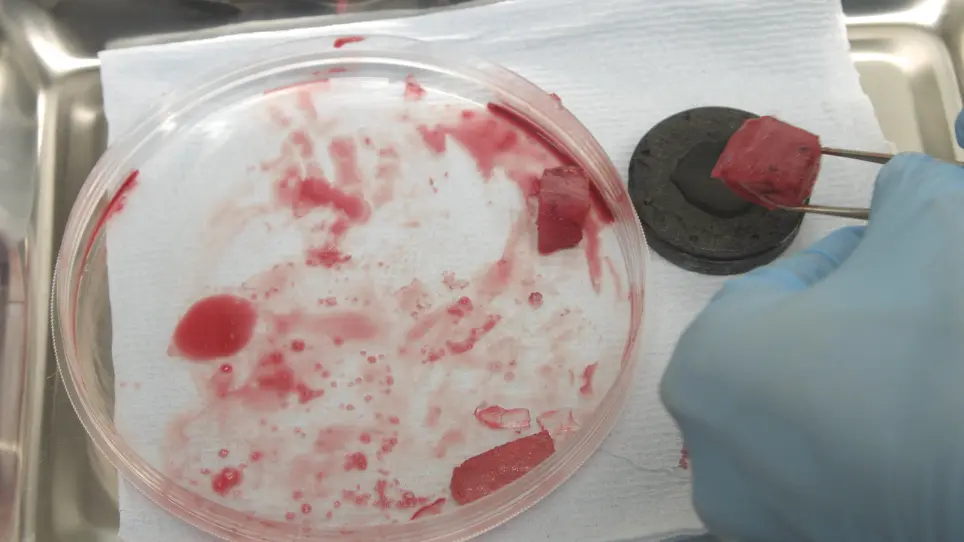 Generation of Human 3D Lung Tissue Cultures (3D-LTCs) for Disease Modeling