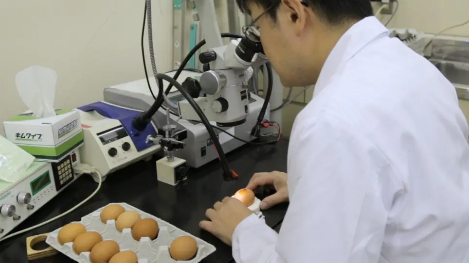 Visualization of Tangential Cell Migration in the Developing Chick Optic Tectum