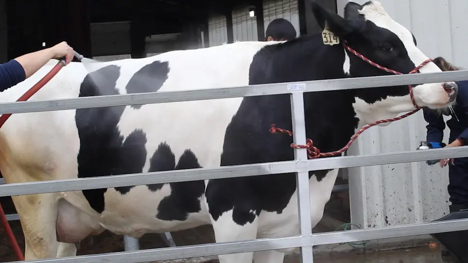 Bovine Mammary Gland Biopsy Techniques