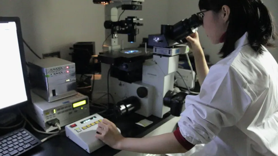 An Induction System for Clustered Stomata by Sugar Solution Immersion Treatment in <em>Arabidopsis thaliana</em> Seedlings