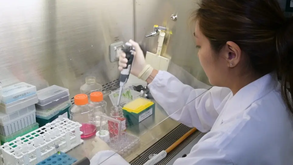 Genome Editing in Mammalian Cell Lines using CRISPR-Cas