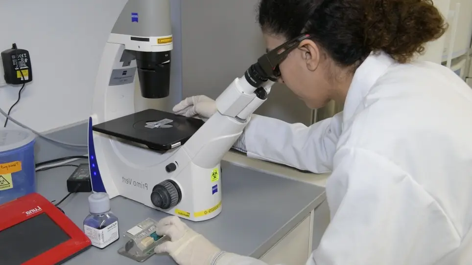 Use of Single Chain MHC Technology to Investigate Co-agonism in Human CD8+ T Cell Activation