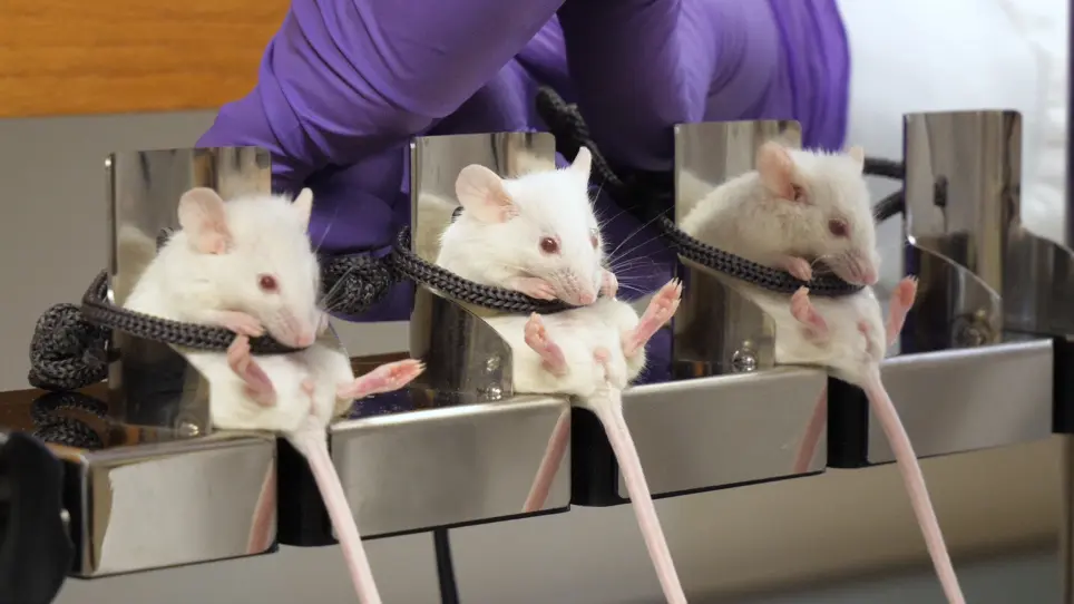 A Positioning Device for the Placement of Mice During Intranasal siRNA Delivery to the Central Nervous System